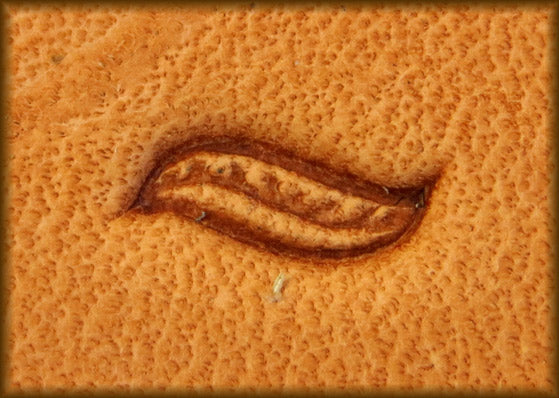 Border Tool- Delicate Rope